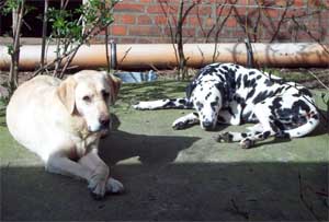Hunde Emma und Anni, sonnenbadend
