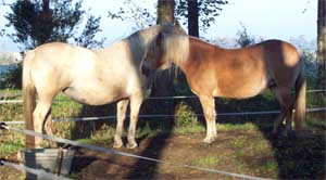 Pferde Wierna und Melli