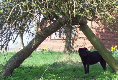 Hund Tonia unterm Apfelbaum