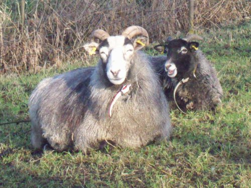 2 Schafe, ruhend